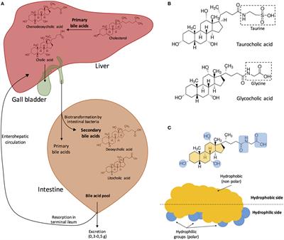 Frontiers interactions between bacteria and bile salts in the
